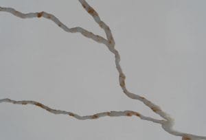 quartz stone calacatta 6204 Detail