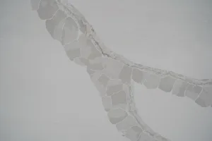 Quartz Calacatta 6820 Surface Detail 1 Horizon