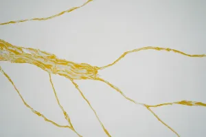 Quartz Calacatta 6848 Detail 1 Horizon